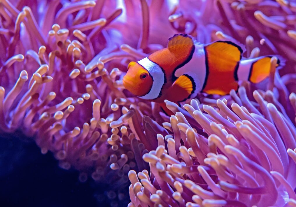 Blue Reef Aquarium Blue Reef